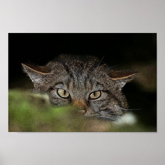 Schottisches Wildkatzenplakat Poster (Vorne)