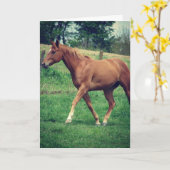 Schottland das Pferd, Geburtstag Karte (Gelbe Blume)