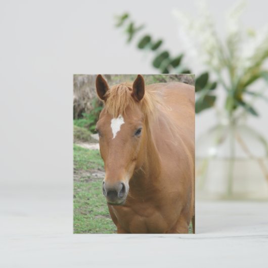 Schottland das Pferd Postkarte (Stehend Vorderseite)