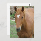 Schottland das Pferd Postkarte (Vorne/Hinten)