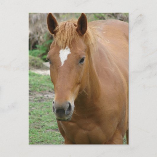 Schottland das Pferd Postkarte (Vorderseite)
