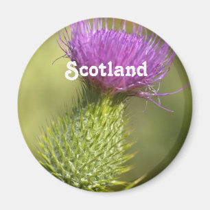 Schottland-Distel Magnet