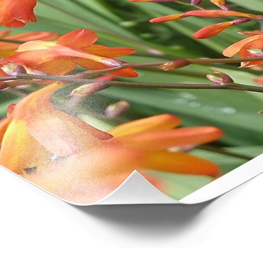 Schottland Florals Fotodruck (Ecke)