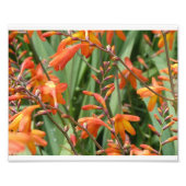 Schottland Florals Fotodruck (Vorne)