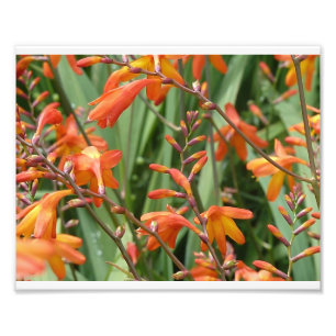 Schottland Florals Fotodruck