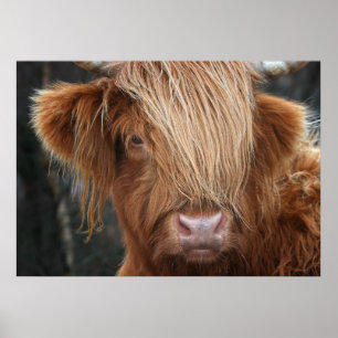 Schottland Highland Cow, Highlander, Schottland Poster