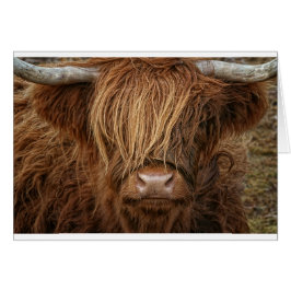Schottland Highland Cow - Schottland