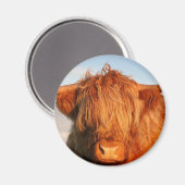 Schottland Highland Cow - Schottland Magnet (Vorderseite/Rückseite)