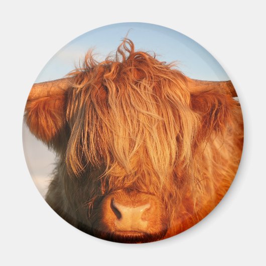 Schottland Highland Cow - Schottland Magnet (Vorne)