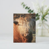 Schottland Highland Cow - Schottland Postkarte (Stehend Vorderseite)