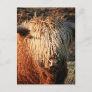 Schottland Highland Cow - Schottland Postkarte