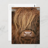 Schottland Highland Cow - Schottland Postkarte (Vorne/Hinten)