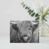 Schottland Highland Cow - Schottland Postkarte (Stehend Vorderseite)