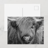 Schottland Highland Cow - Schottland Postkarte (Vorne/Hinten)