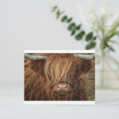 Schottland Highland Cow - Schottland Postkarte (Stehend Vorderseite)