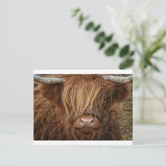 Schottland Highland Cow - Schottland Postkarte (Stehend Vorderseite)