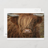 Schottland Highland Cow - Schottland Postkarte (Vorne/Hinten)