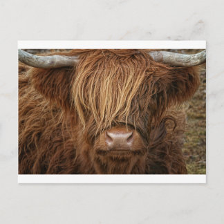 Schottland Highland Cow - Schottland Postkarte