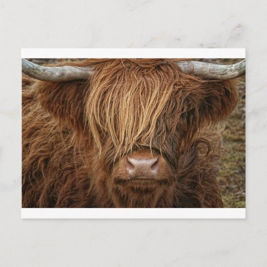Schottland Highland Cow - Schottland Postkarte (Vorderseite)