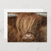 Schottland Highland Cow - Schottland Postkarte (Vorne/Hinten)