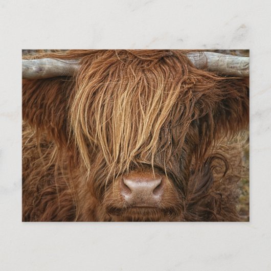 Schottland Highland Cow - Schottland Postkarte (Vorderseite)