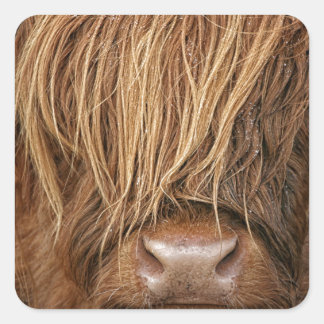 Schottland Highland Cow - Schottland Quadratischer Aufkleber