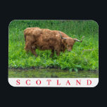 Schottland Highland Kuh Kühlschrankmagnet Magnet<br><div class="desc">Ein wunderschönes Foto einer Highland-Kuh in Schottland,  gedruckt auf einem Souvenir-Kühlschrankmagnet.</div>