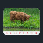 Schottland Highland Kuh Kühlschrankmagnet Magnet<br><div class="desc">Ein wunderschönes Foto einer Highland-Kuh in Schottland,  gedruckt auf einem Souvenir-Kühlschrankmagnet.</div>