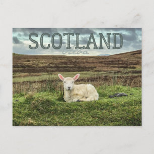 Schottland Highlands Sheep Landschaftlich Travel P Postkarte