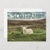 Schottland Highlands Sheep Landschaftlich Travel P Postkarte (Vorne/Hinten)