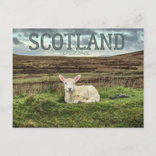 Schottland Highlands Sheep Landschaftlich Travel P Postkarte (Vorderseite)