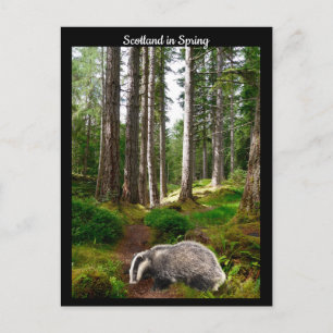 Schottland im Frühjahr Postkarte