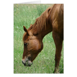 Schottland im Frühsommer