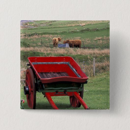 Schottland, Insel Skye, Kilmuir. Nutztiere Button (Vorderseite)