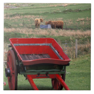 Schottland, Insel Skye, Kilmuir. Nutztiere Fliese