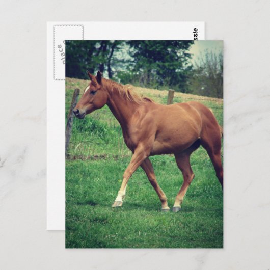 Schottland Postkarte (Vorne/Hinten)