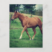 Schottland Postkarte (Vorderseite)