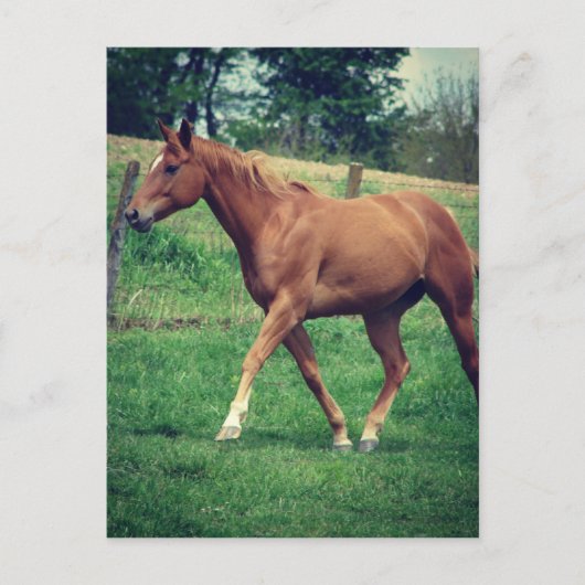 Schottland Postkarte (Vorderseite)