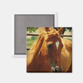 Schottlands Gesicht Magnet (Vorderseite/Rückseite)