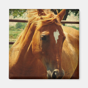 Schottlands Gesicht Magnet