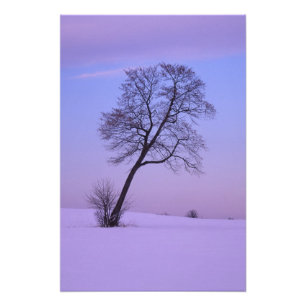 Schräger Baum im schneebedeckten Feld; Chippewa Co Fotodruck