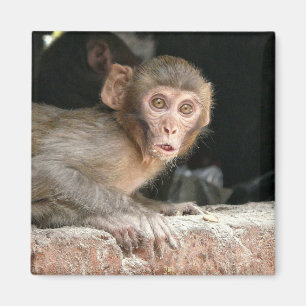 Schrecklicher Affe mit großem Augenmagnet Magnet