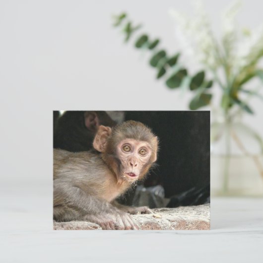Schrecklicher Affe mit großen Augen Postkarte (Stehend Vorderseite)