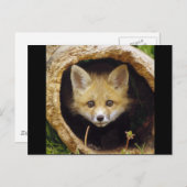 Schrecklicher Little Fox Postkarte (Vorne/Hinten)
