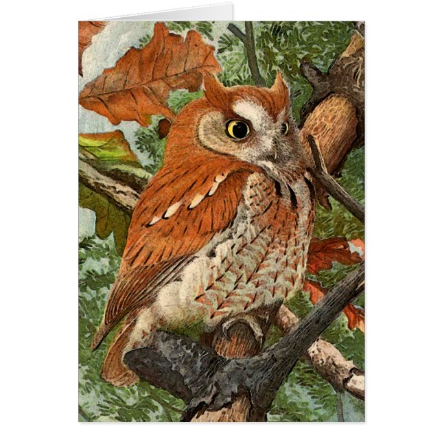 Schrei-Eule (braune Phase) (Vorne)