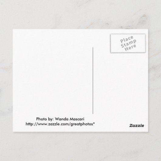 Schreibspinne Postkarte (Rückseite)