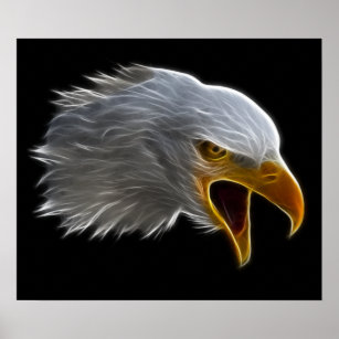 Schreie American Bald Eagle Head Poster