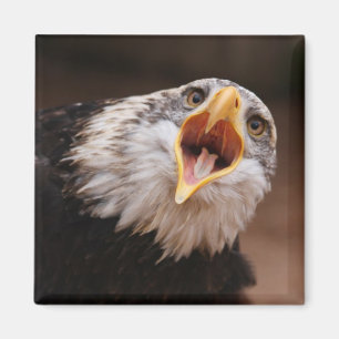 Schreiender Eagle-Magnet Magnet