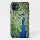 Schreiender Pfau Case-Mate iPhone Hülle (Rückseite)