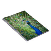 Schreiender Pfau Notizblock (Rechte Seite)
